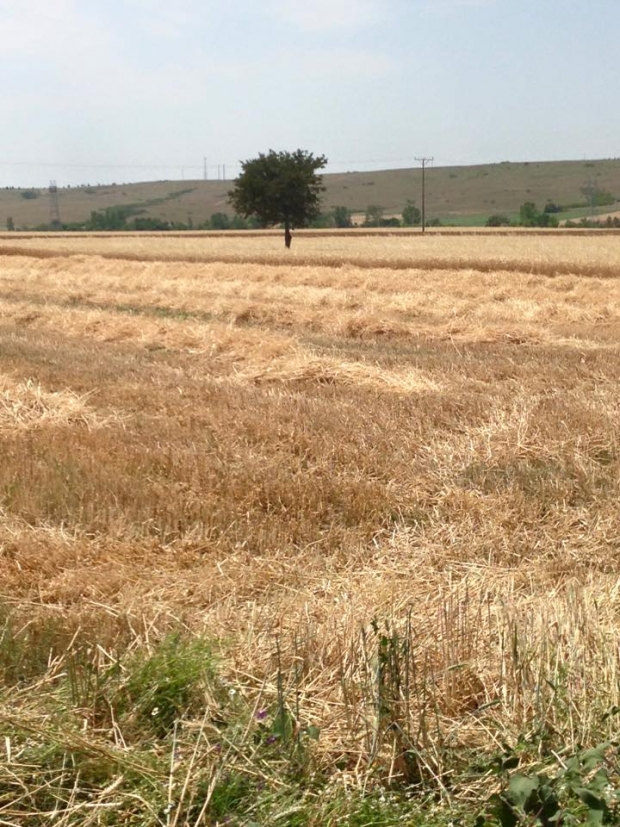 ŞEMSETTİN EMİR; “TMO ALIM YAPACAK”